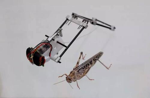 像蝗虫一样灵活的搜救机器人图片来源于:以色列特拉维夫大学引言仿生